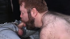 Hairy Gay Bear Is On His Knees, Sucking Masked Man's Dick, In His Jockstrap