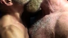 Hairy Bears Passionate Kissing